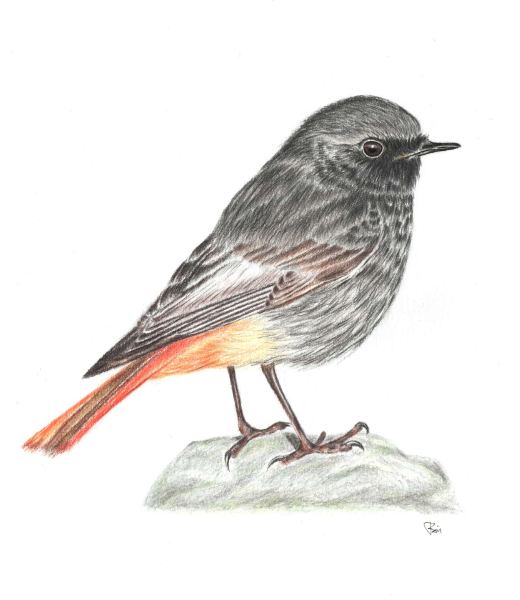 Rehek domácí — ilustrace ke knize Ptačí poezie
